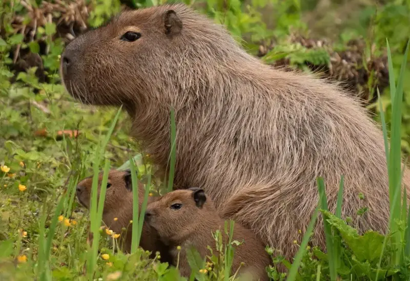 Capybara