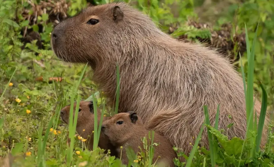 Capybara