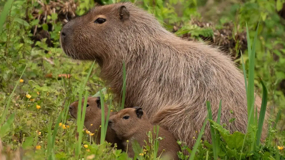 Capybara