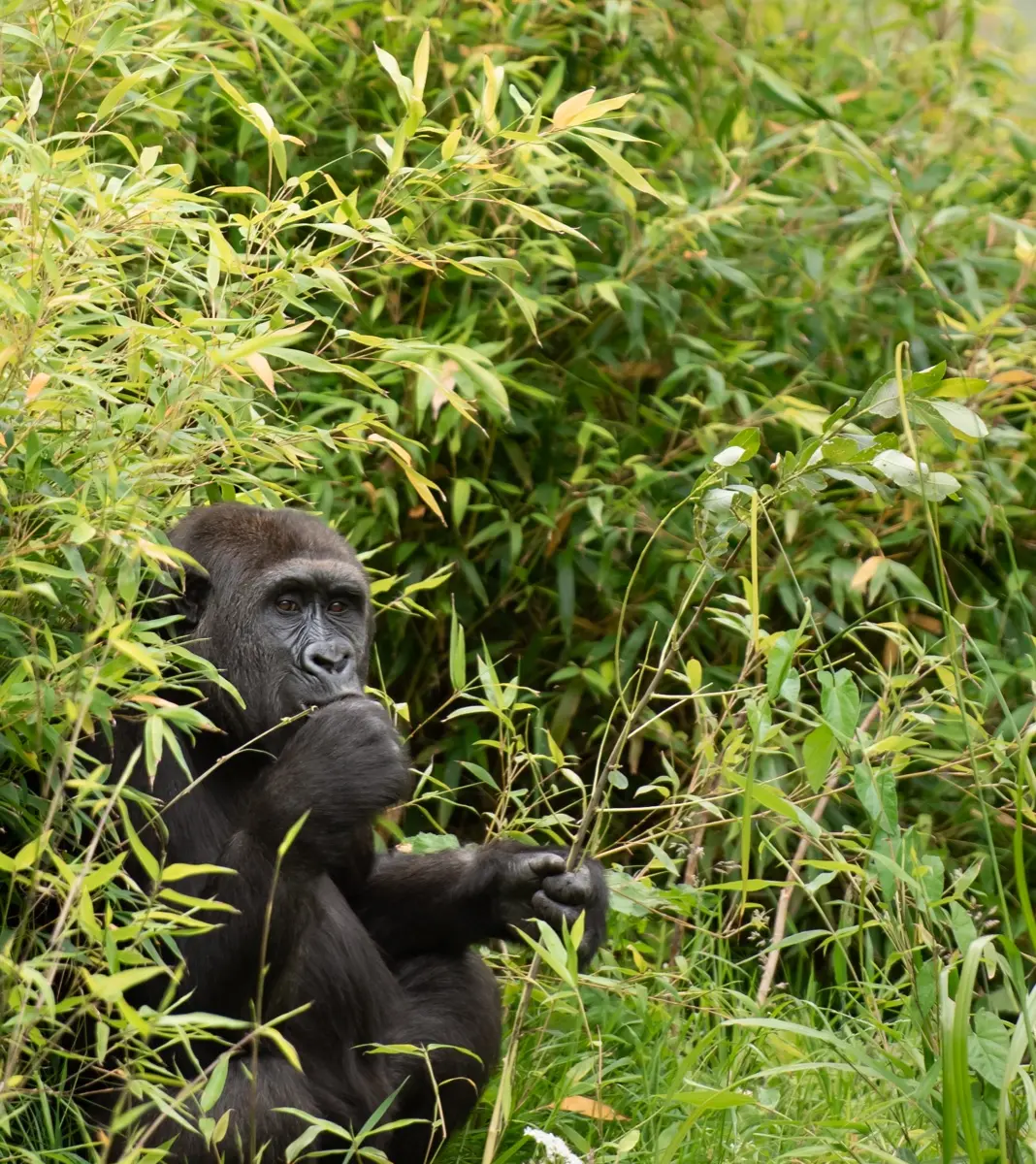 Western Lowland Gorilla
