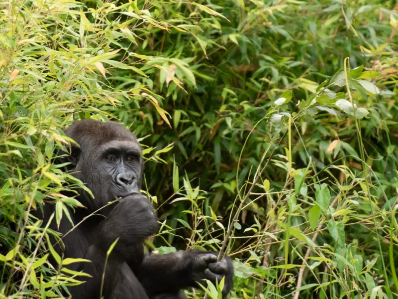 Western Lowland Gorilla
