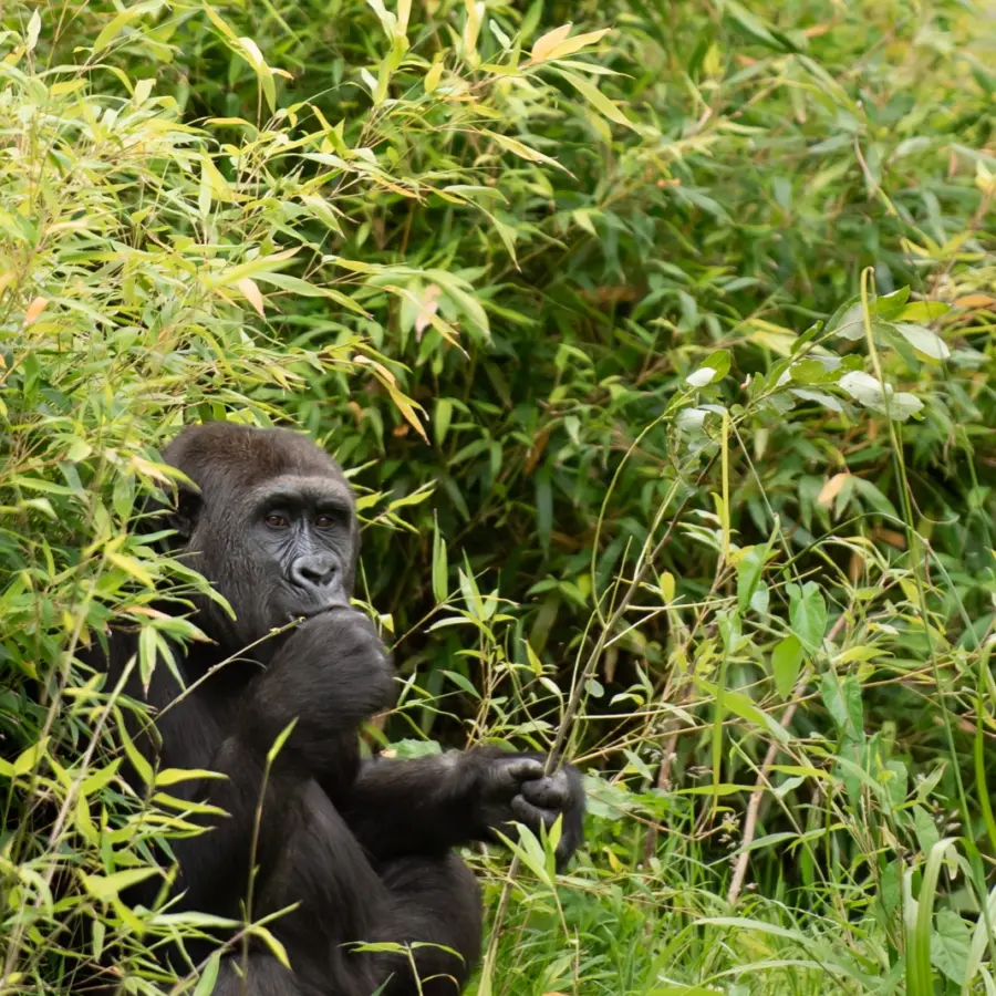 Western Lowland Gorilla