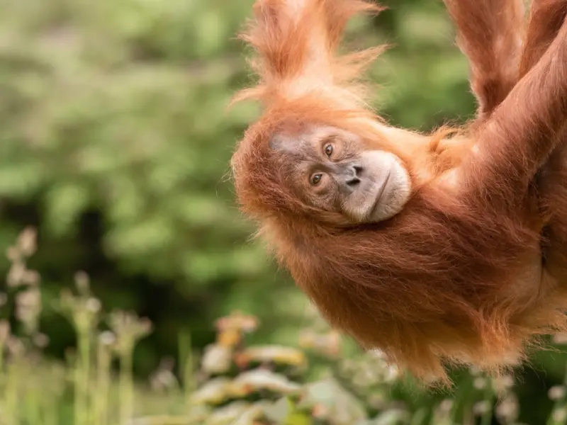 Sumatran Orangutan