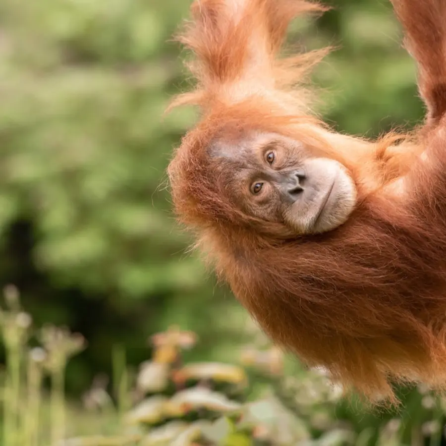 Sumatran Orangutan