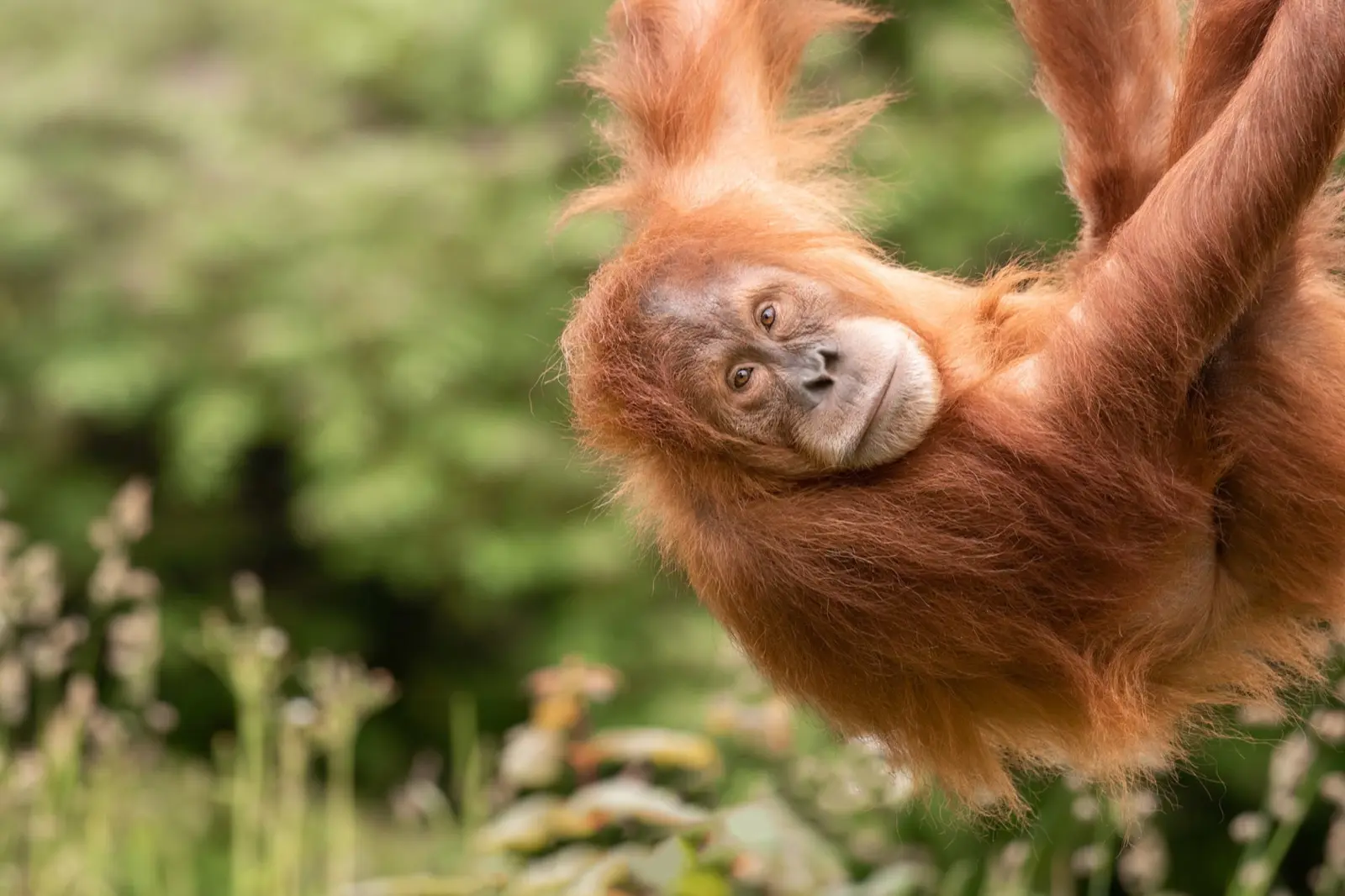 Sumatran Orangutan