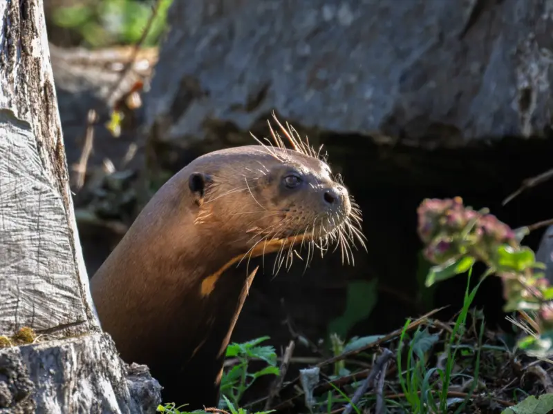 Giant Otter