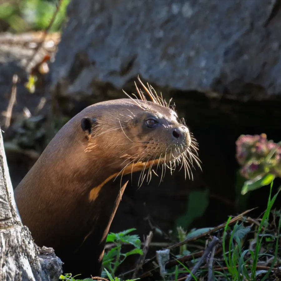 Giant Otter