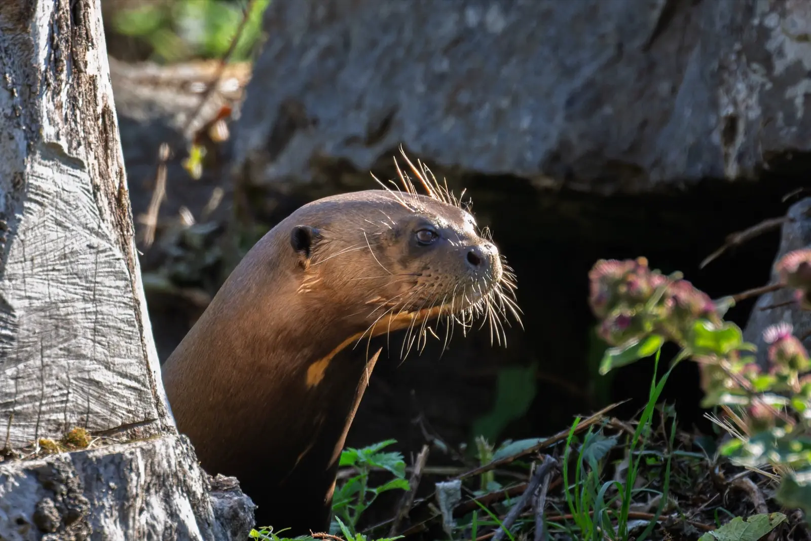 Giant Otter